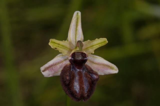 Ibrido Ophrys bertoloniiformis x O. incubacea